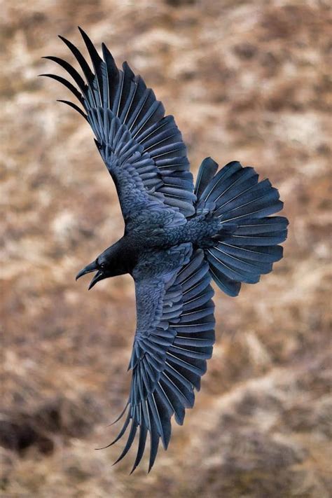 The Mythical Origins of the Magiy Raven